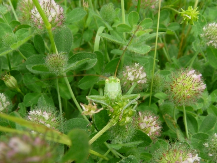 Tettigonia sp.